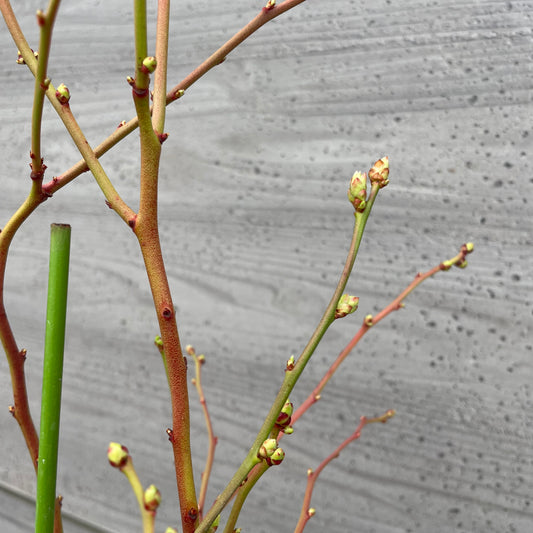 ブルーベリー（ラビットアイ系）2種混合植え　5号鉢