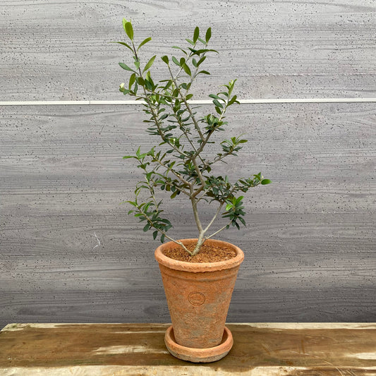 オリーブ キューガーデンポットレッド