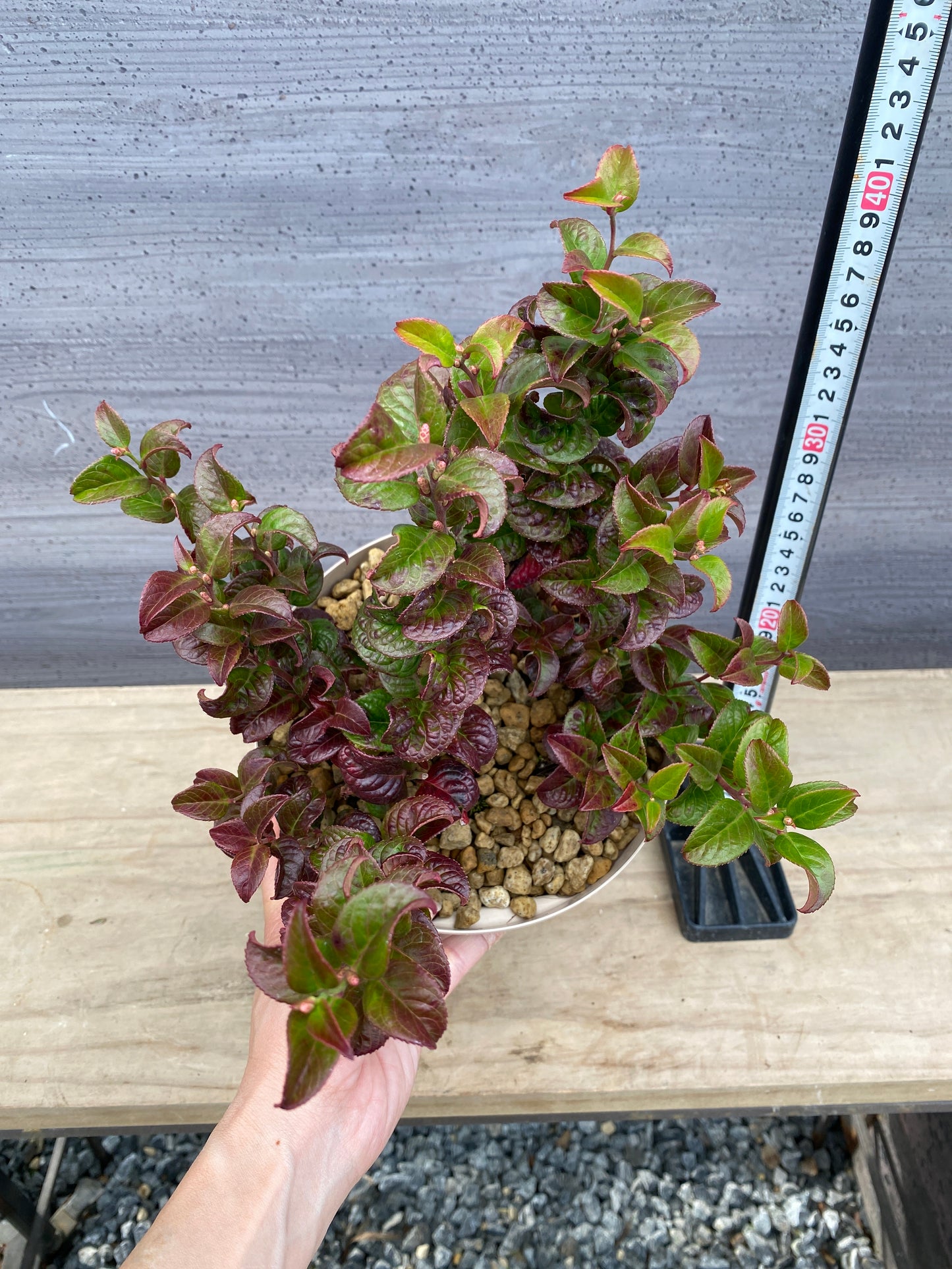 ルコテー　カーリーレッド　6号スリット鉢/オリジナル色