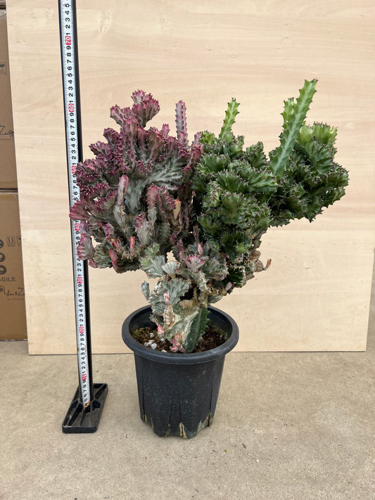 No.17019 ユーフォルビア ラクテア 7号鉢