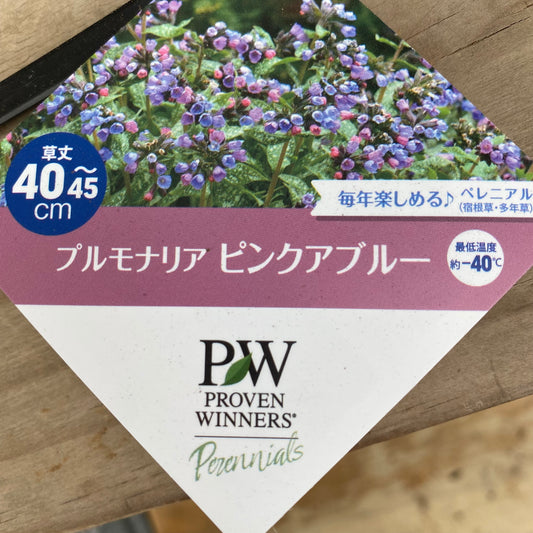 社長植栽★　プルモナリア　ピンクブルー　5号スリット鉢/オリジナル色