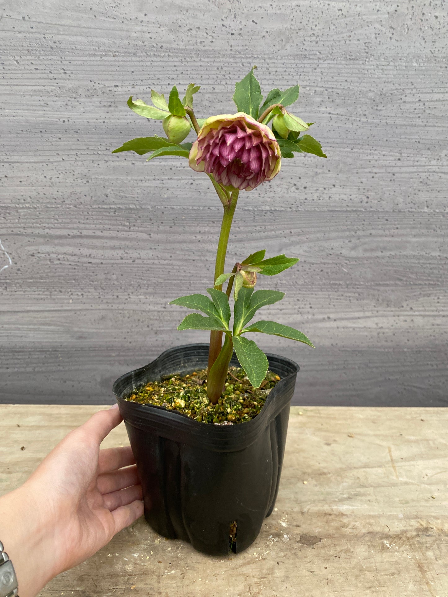 No.05138　横山園芸★クリスマスローズ　プリマドレス　5号苗ポット