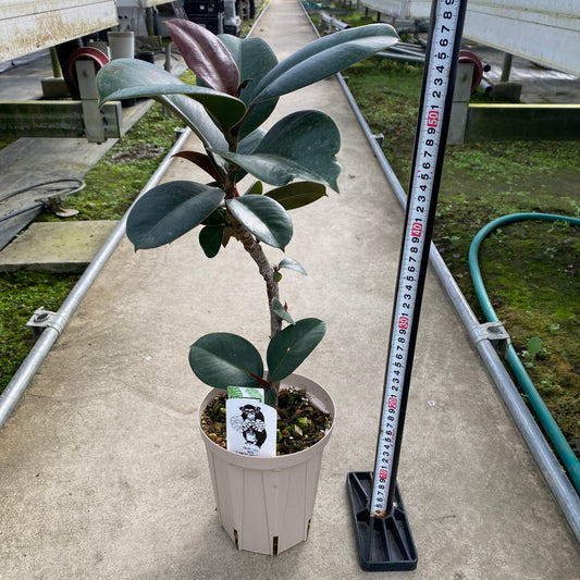 06025　フィカス　5号スリット鉢/オリジナル色