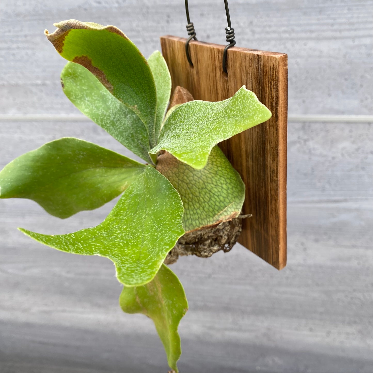 06026　ビカクシダ　ネザーランド　板付け