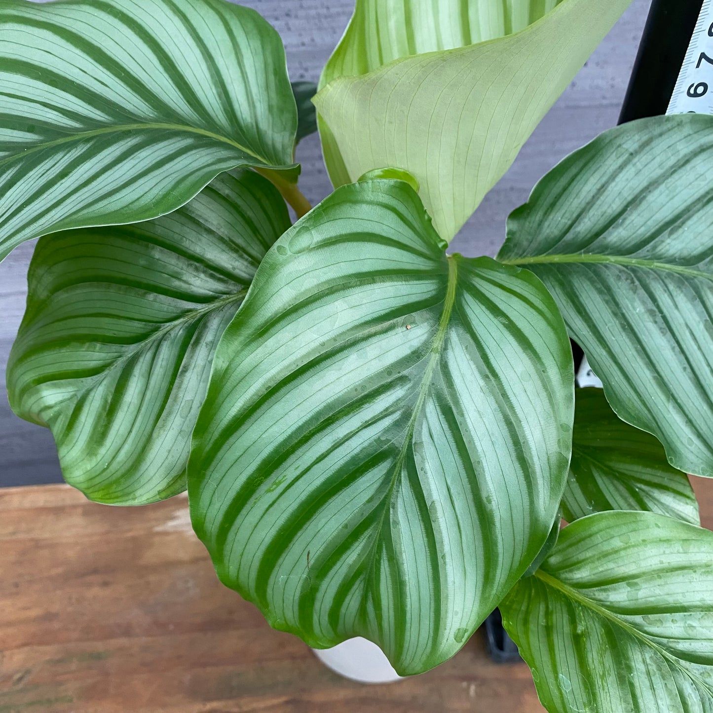 市場仕入れ即売会　No.25039　カラテア　オリビフォリア　5号鉢