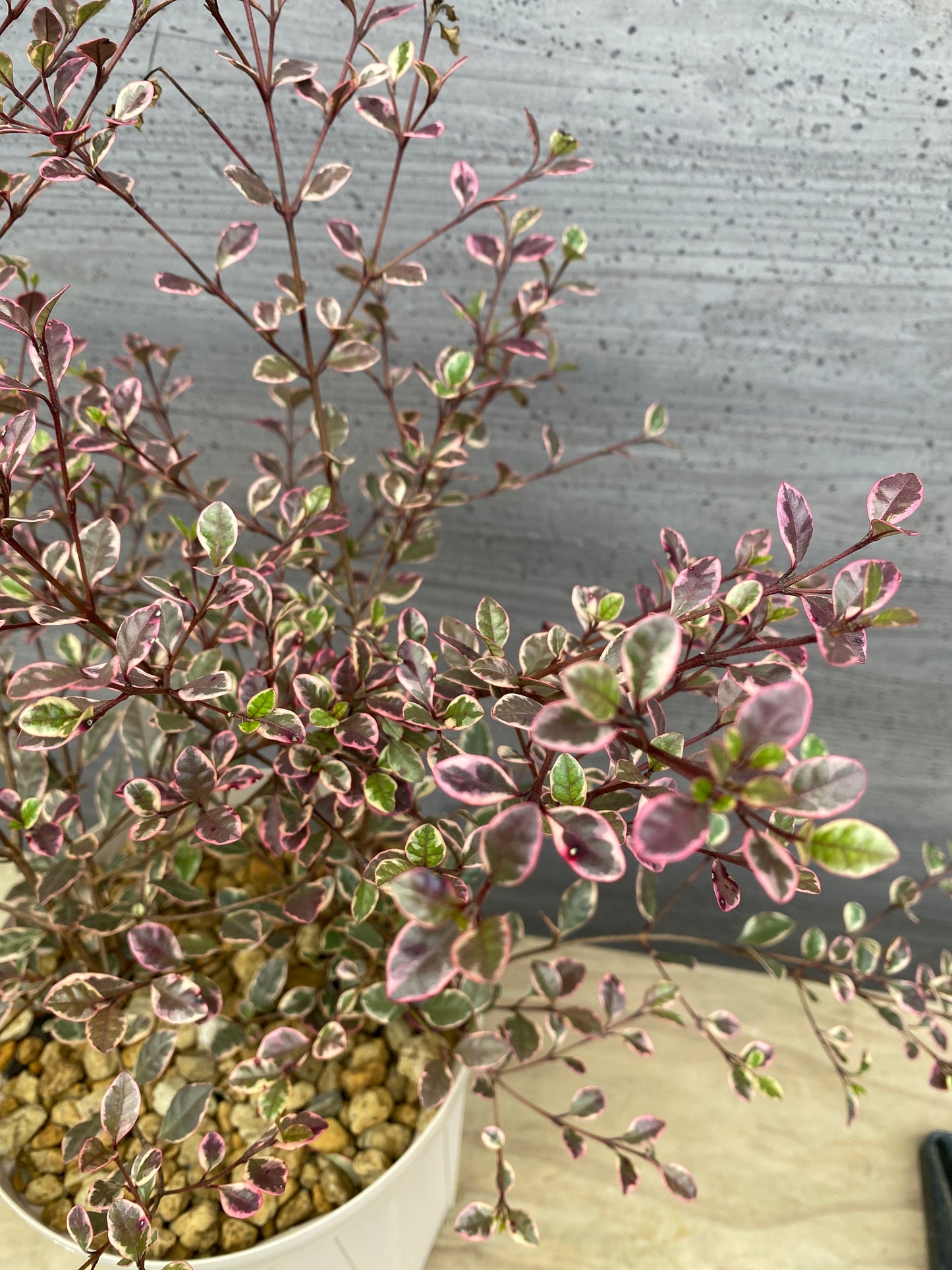 ロフォミルタス　マジックドラゴン　6号スリット鉢/オリジナル色