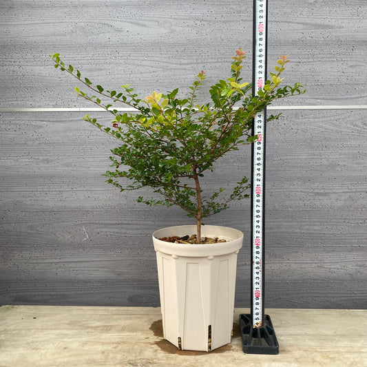 シジギウム ブクシフォリア 6号スリット鉢/オリジナル色