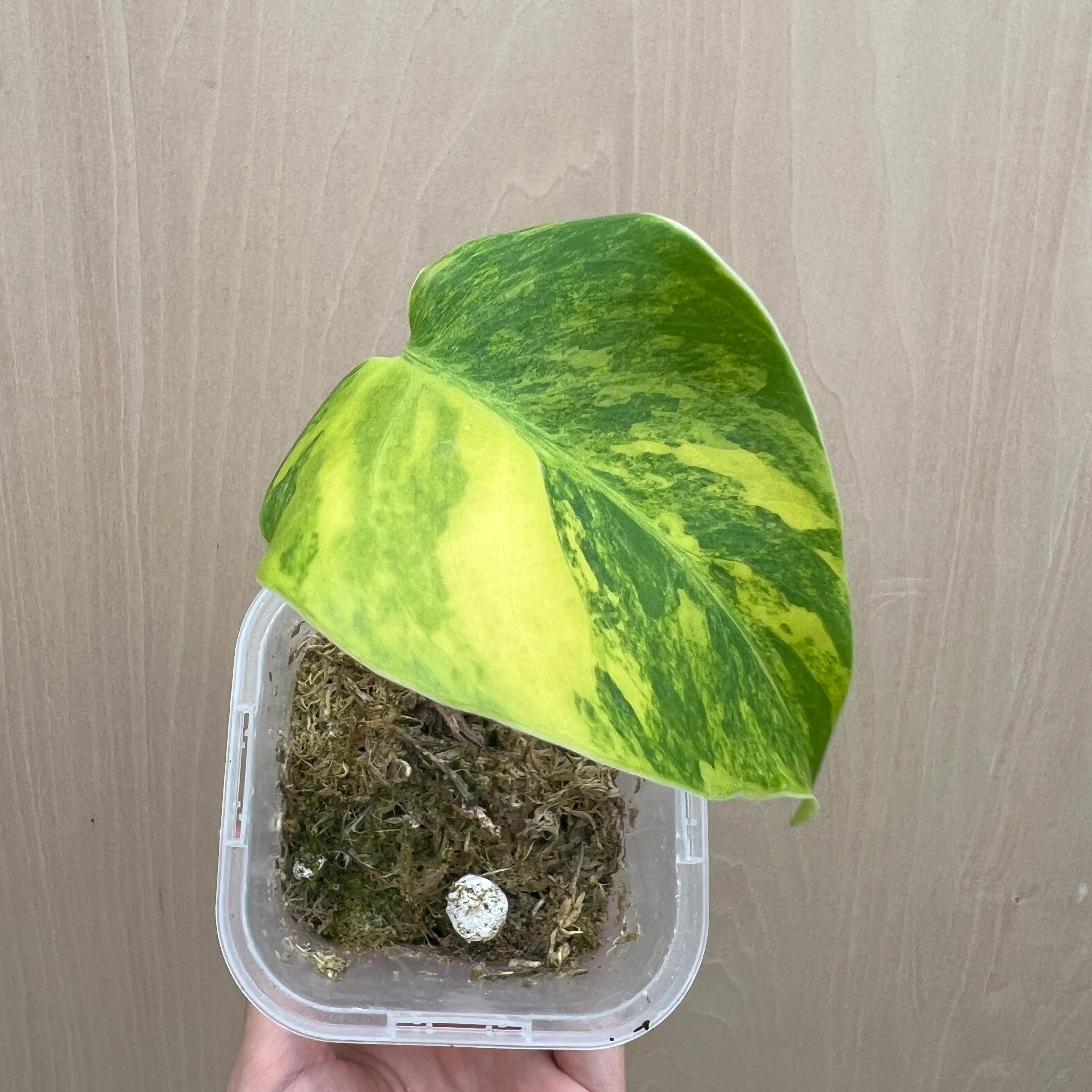 No.21066 モンステラ オーレア 茎挿し – 植物家族