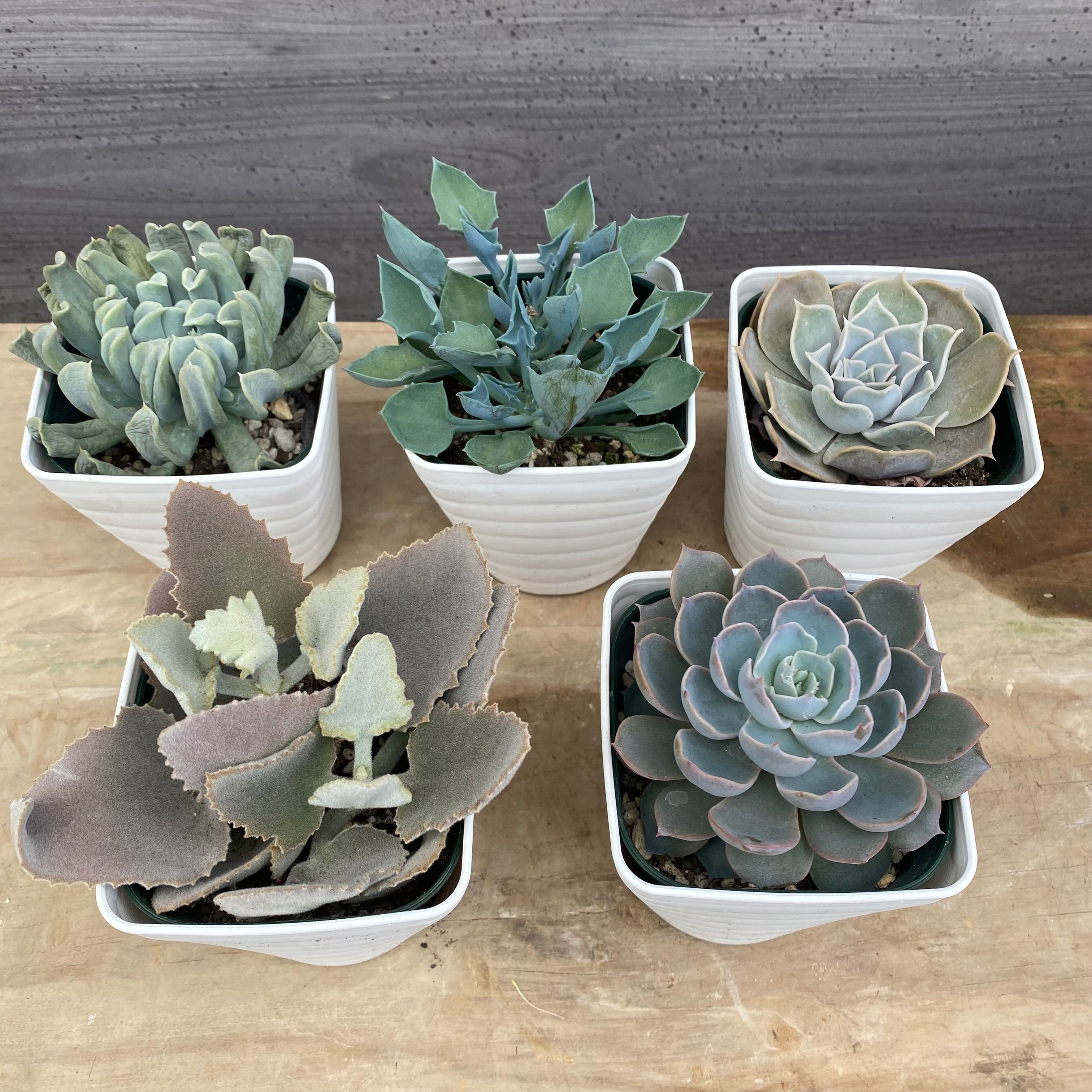 No.08001 多肉植物 5点セット – 植物家族