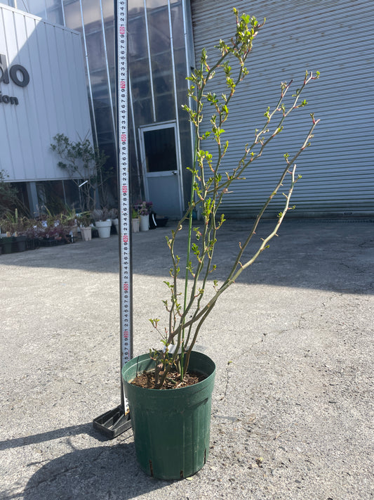 No.06037　ツルバラ　キングローズ　6号鉢