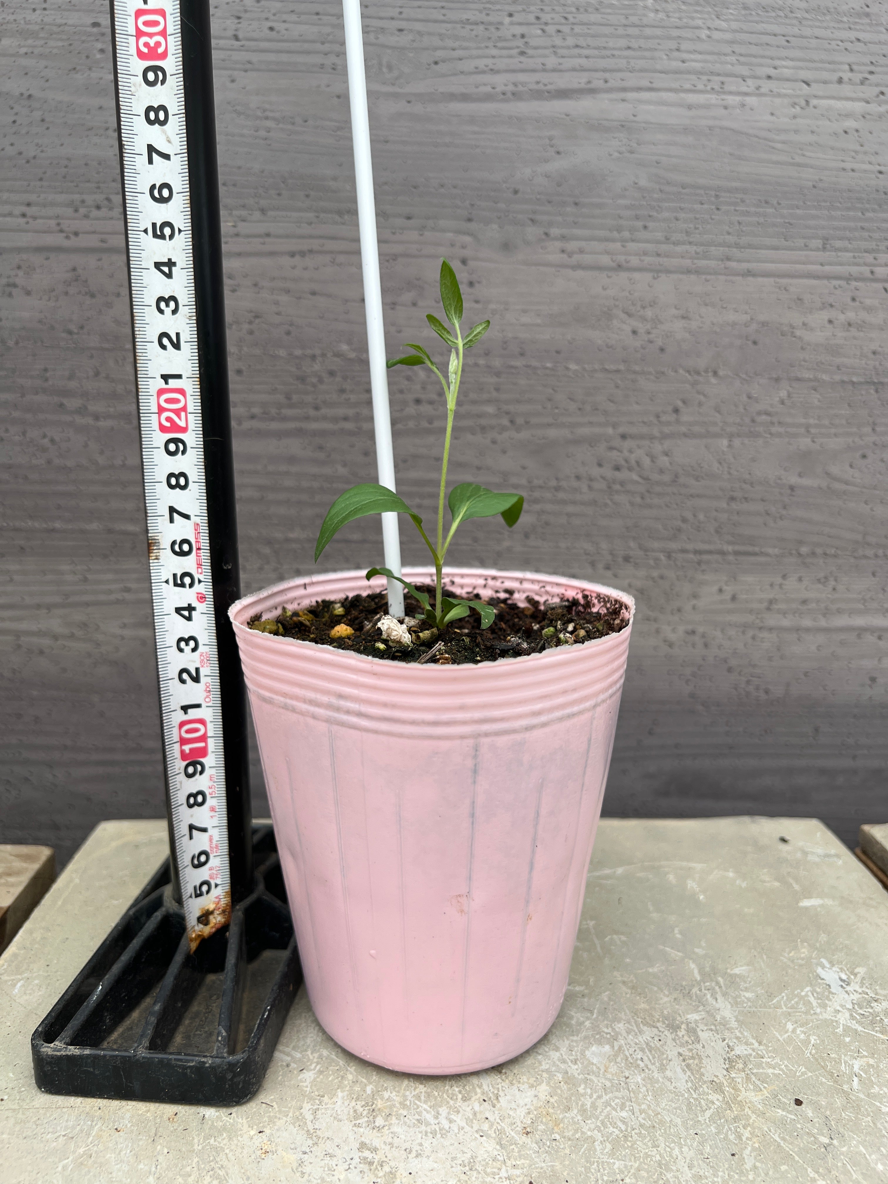 クレマチス ヴィオルナ系 新枝咲き 江戸茶（えどちゃ） – 植物家族
