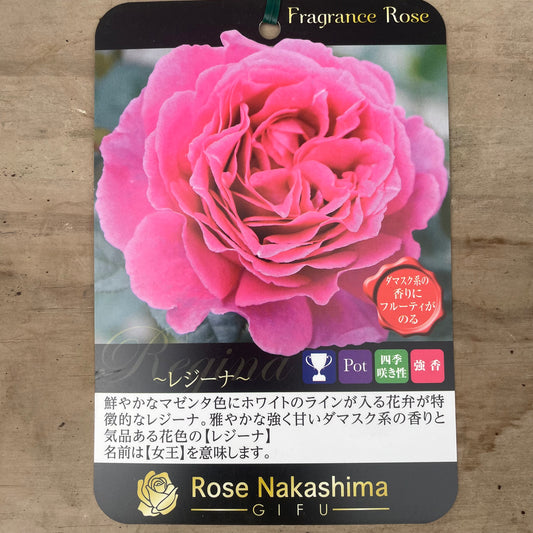 ローズなかしま★フレグランスローズ　レジーナ　5号鉢