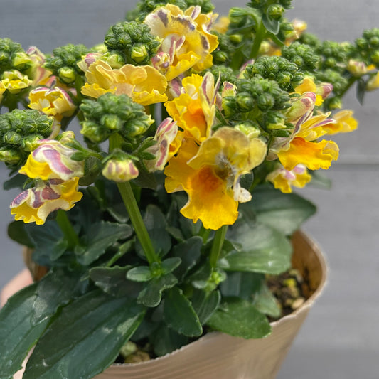 ネメシアマリー　シェルピーチ/マリブオレンジ/ラヴィアンローズ/プラチナグレープ　4種セット