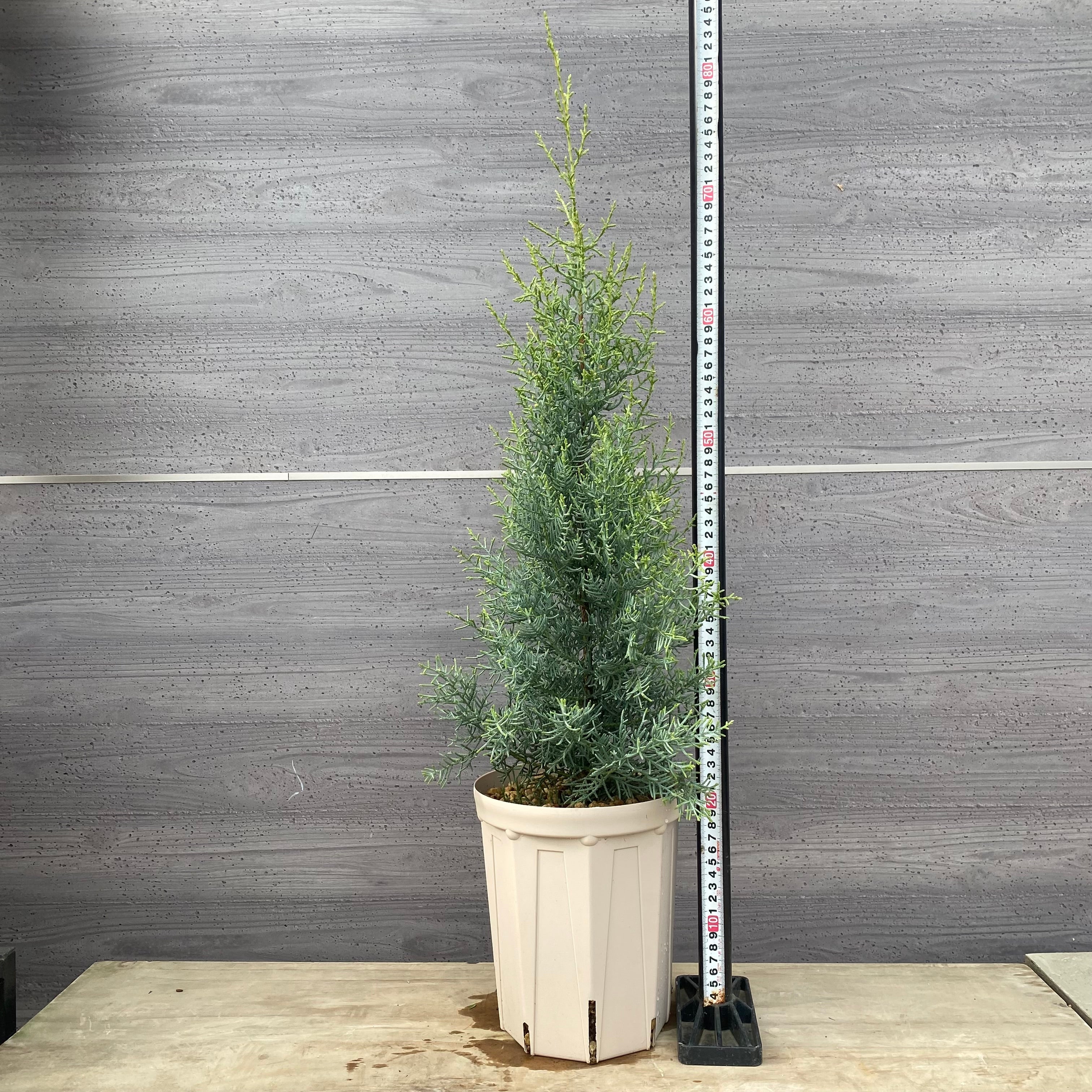 Pickup 全ての商品 – 植物家族