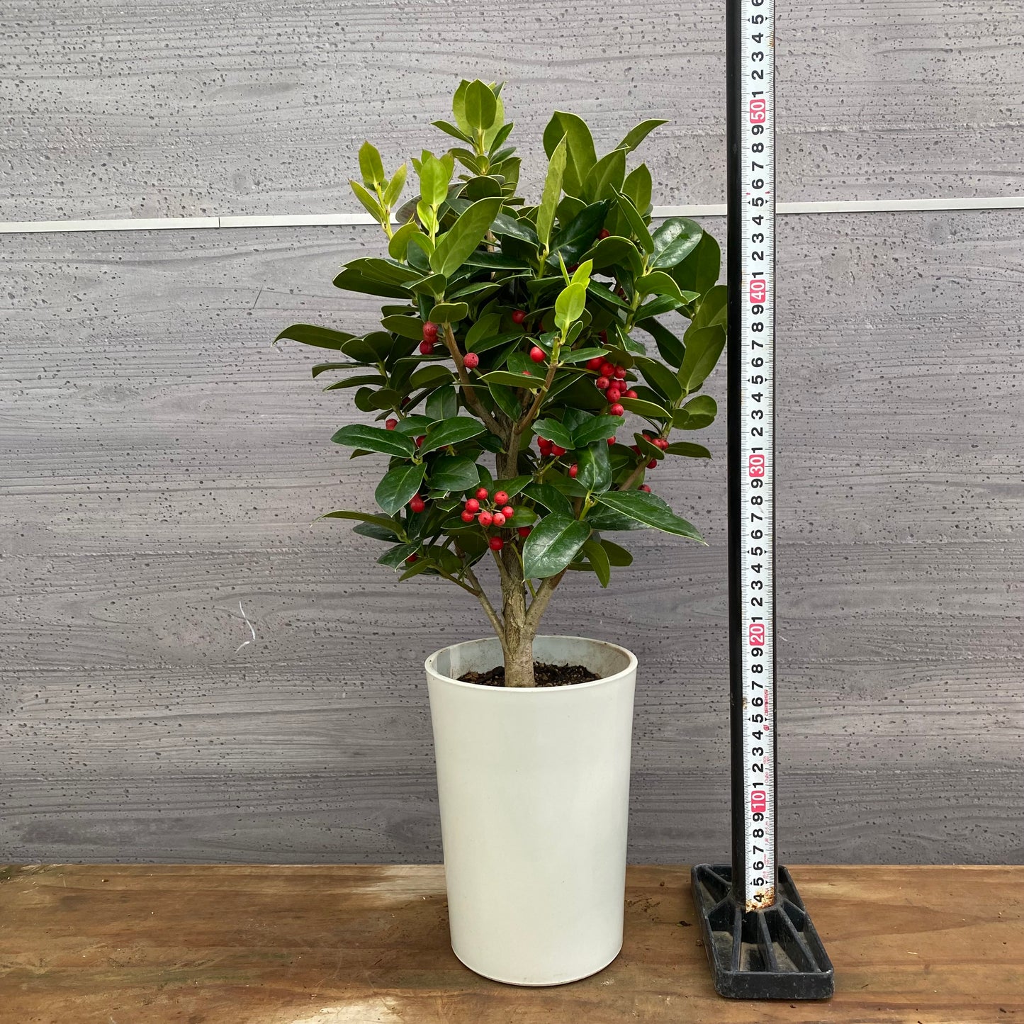 市場仕入れ即売会　No.25086　クリスマスホーリー　5号鉢