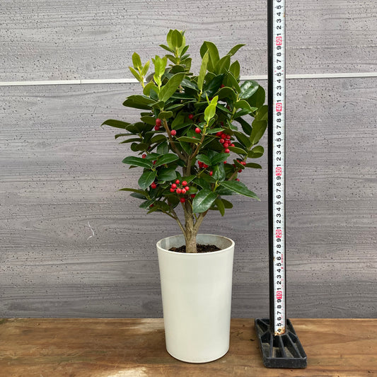 市場仕入れ即売会　No.25086　クリスマスホーリー　5号鉢