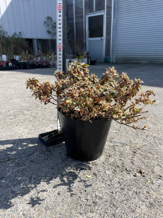 No.06068　岡本緑花　アベリア　マジックデイドリーム　5号苗ポット