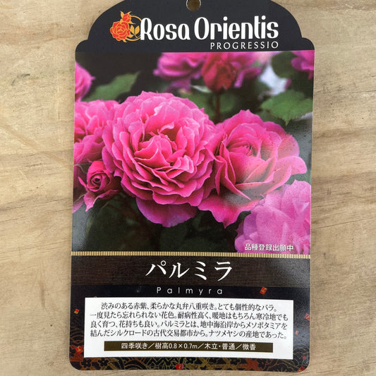 薔薇　パルミラ　7号おすすめ白ポット