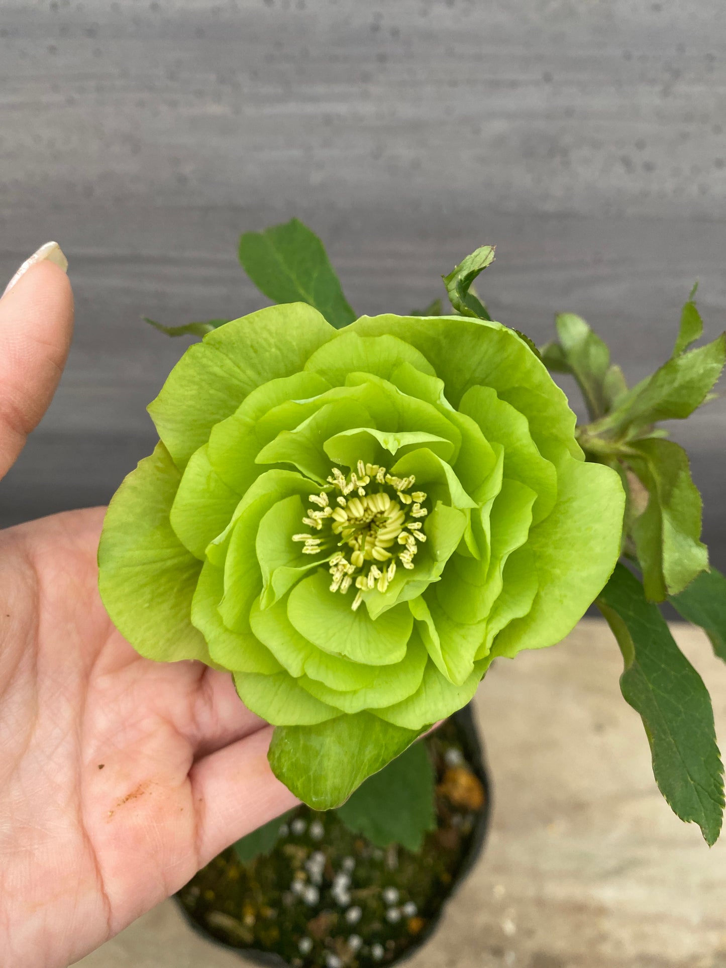 No.05123　横山園芸★クリスマスローズ　プリマドレス　5号苗ポット