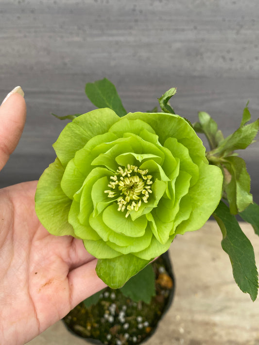 No.05123　横山園芸★クリスマスローズ　プリマドレス　5号苗ポット