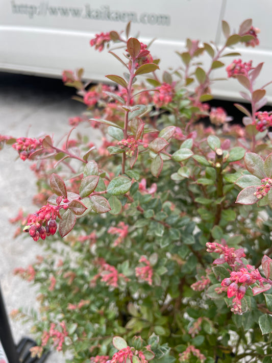 No.26025　ブルーベリー　インディゴブルー　7号苗ポット