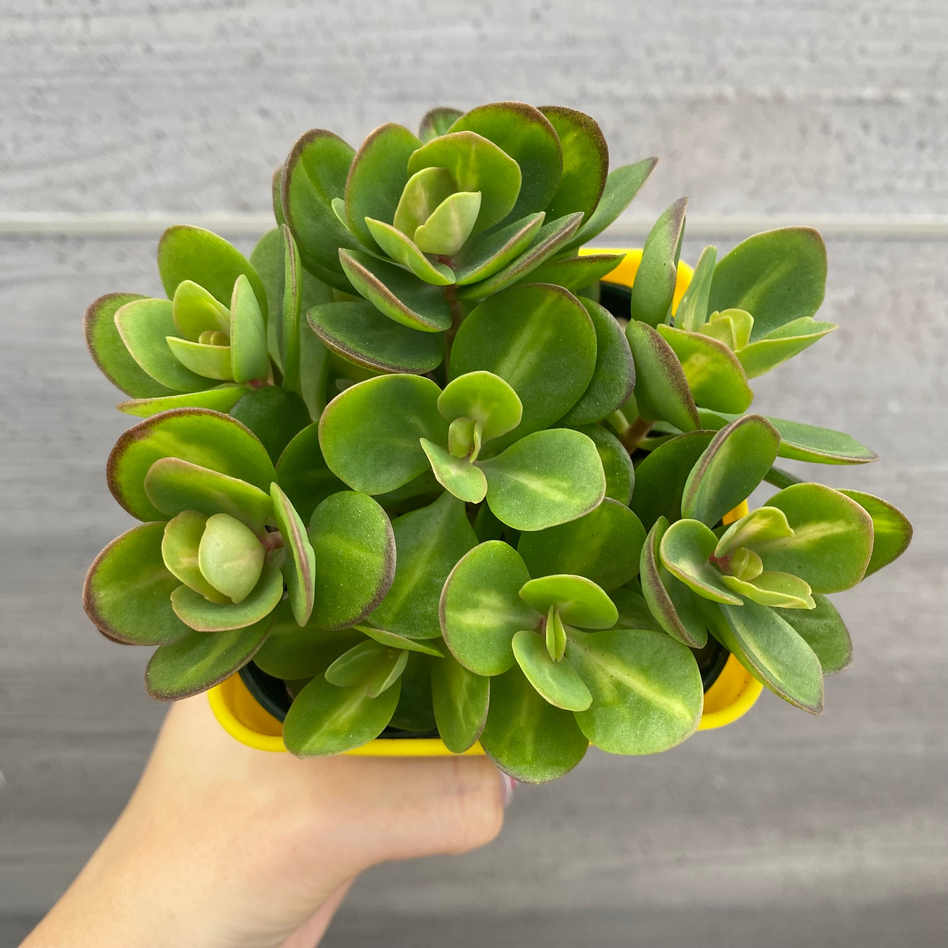 多肉植物 約10cm No.08003 多肉植物 5点セット – 植物家族