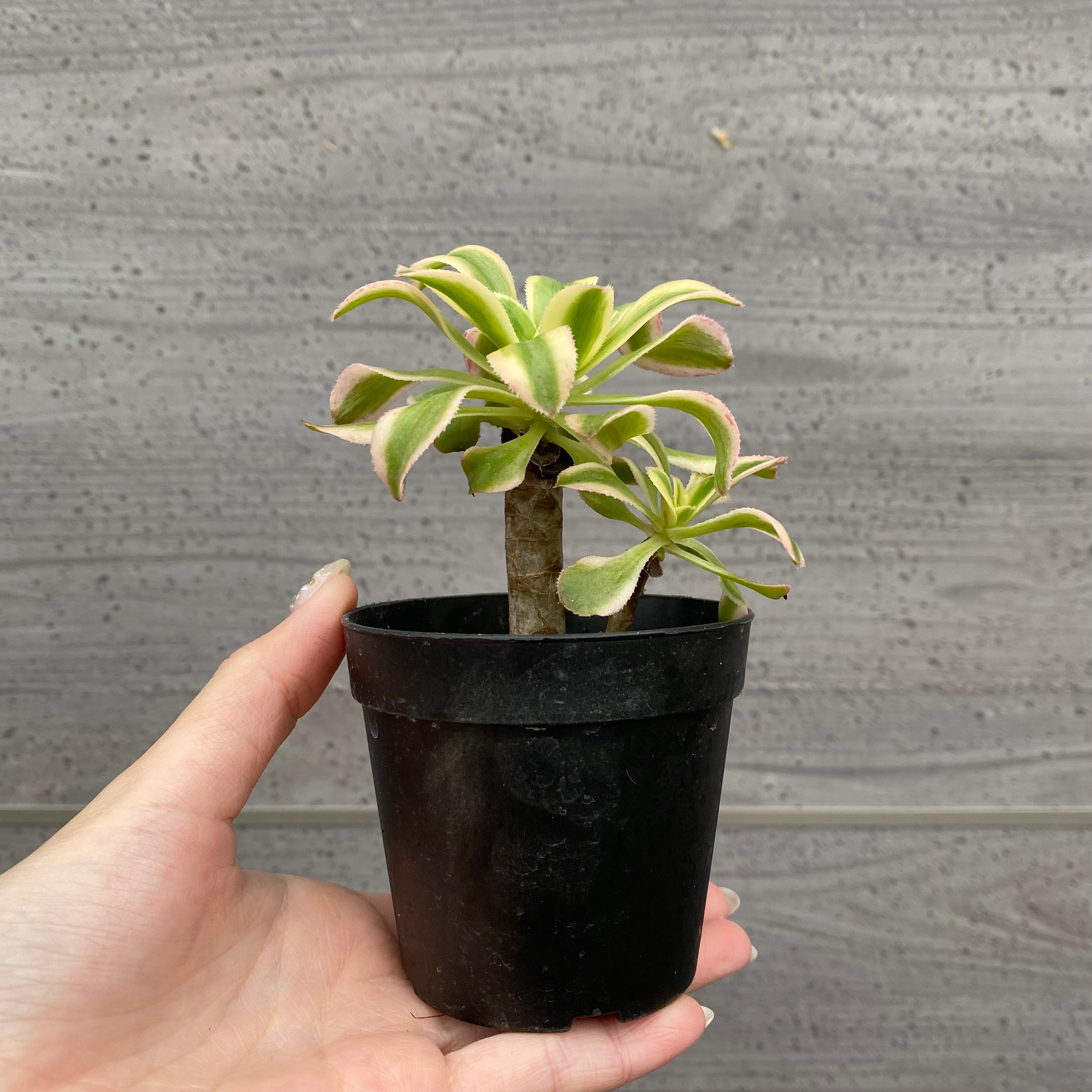 No.03022 アエオニウム 艶日傘 2号鉢 – 植物家族