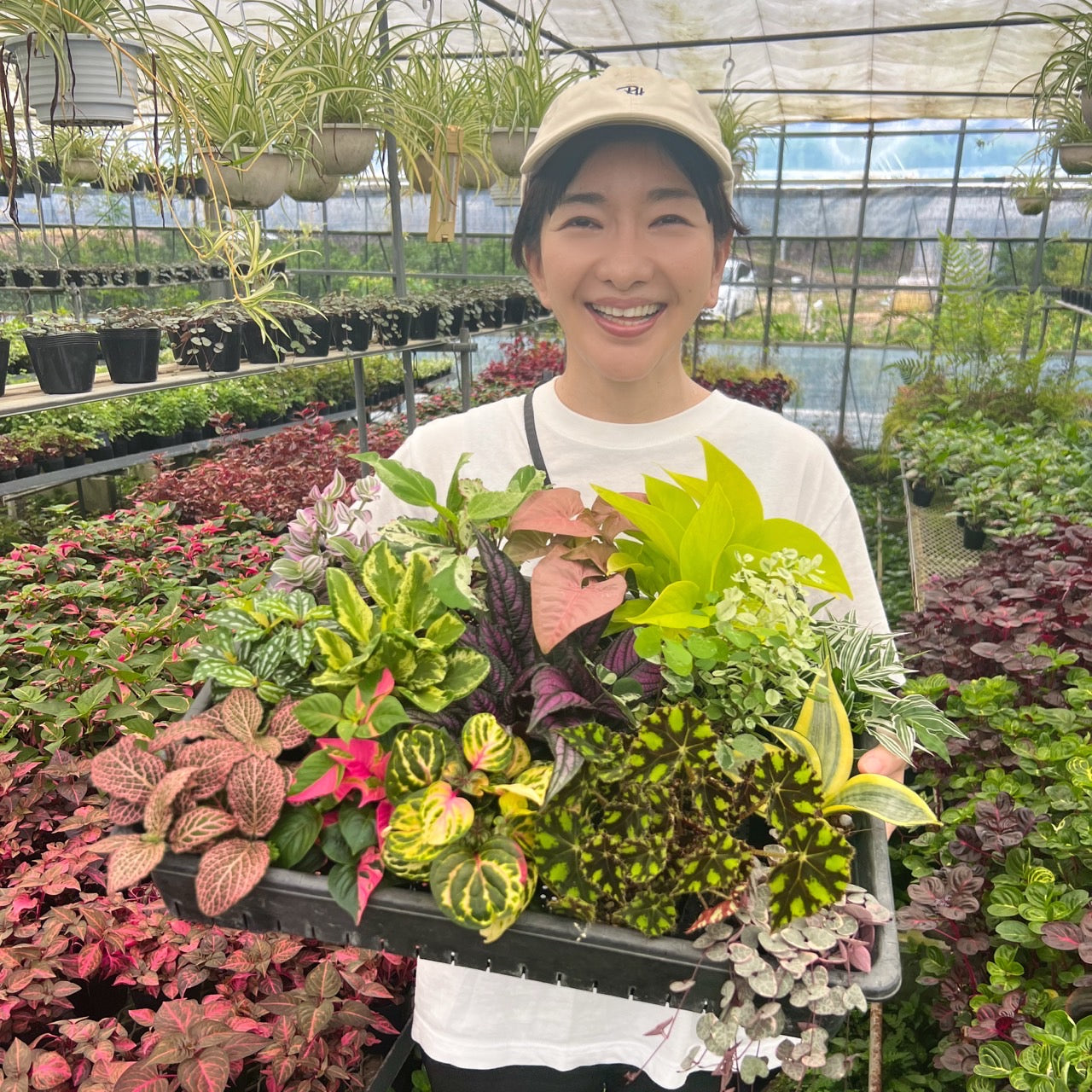 イナちゃん商品 ホヤ アルゲンティアプリンセス A – 植物家族