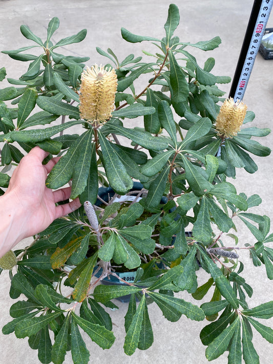 No.28038　コーストバンクシア　インテグリフォリア　10号鉢