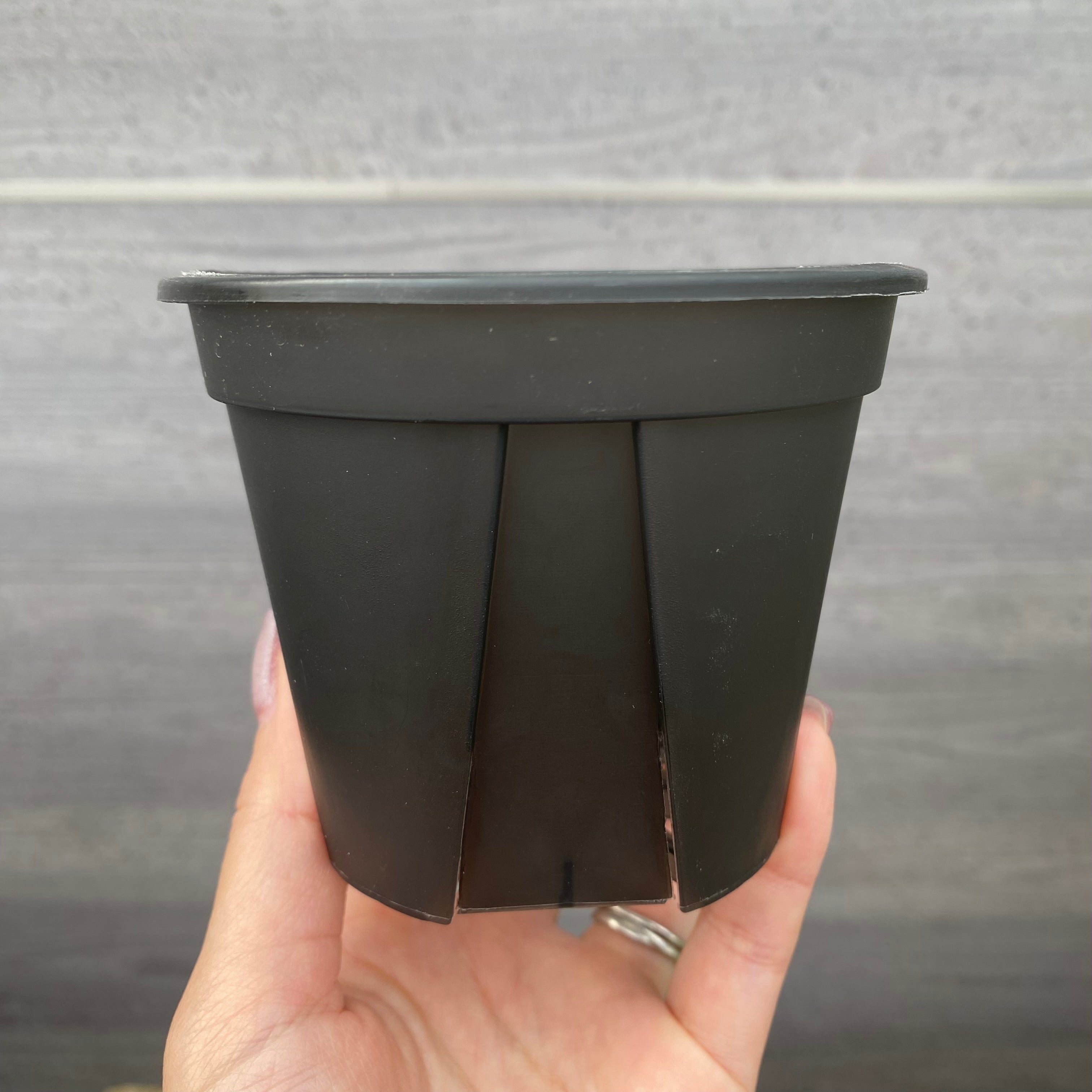 正月セール【新品】①YTYF 鉢 W12cm ×H6.7cmマレーシア塊根植物 新品】①YTYF 鉢 W約12cm ×H約6.7cm マレーシア 塊根植物 【公式通販】