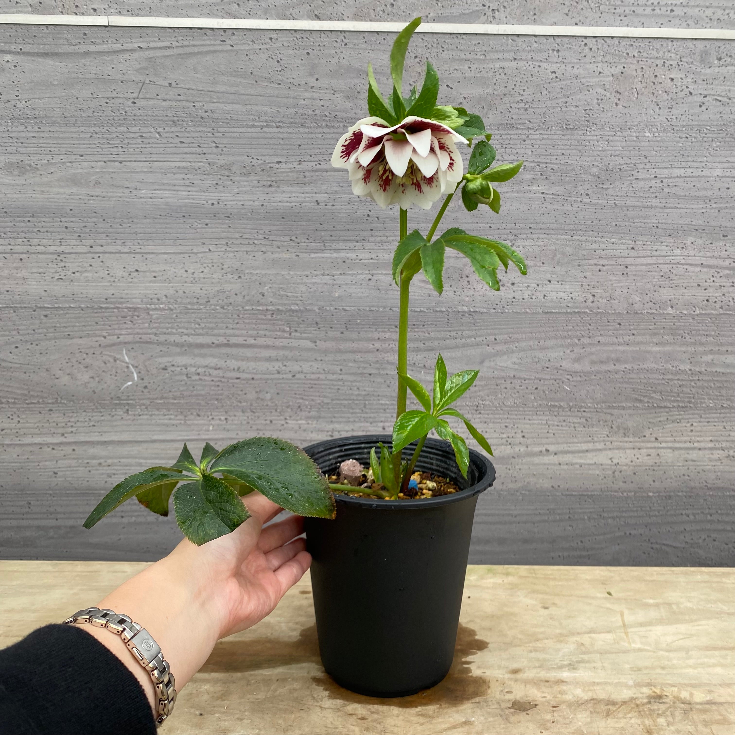 即売会 No.27072 クリスマスローズ ダブル咲き 4.5号鉢 – 植物家族