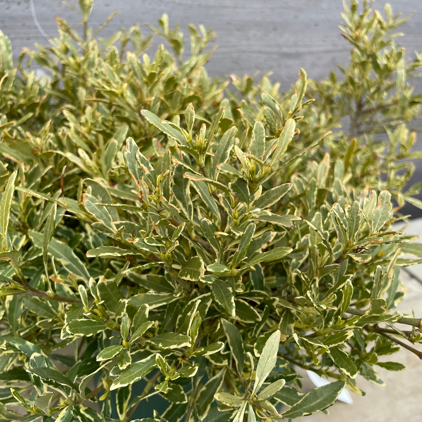 No.13003　姫クチナシ　斑入り　8号鉢