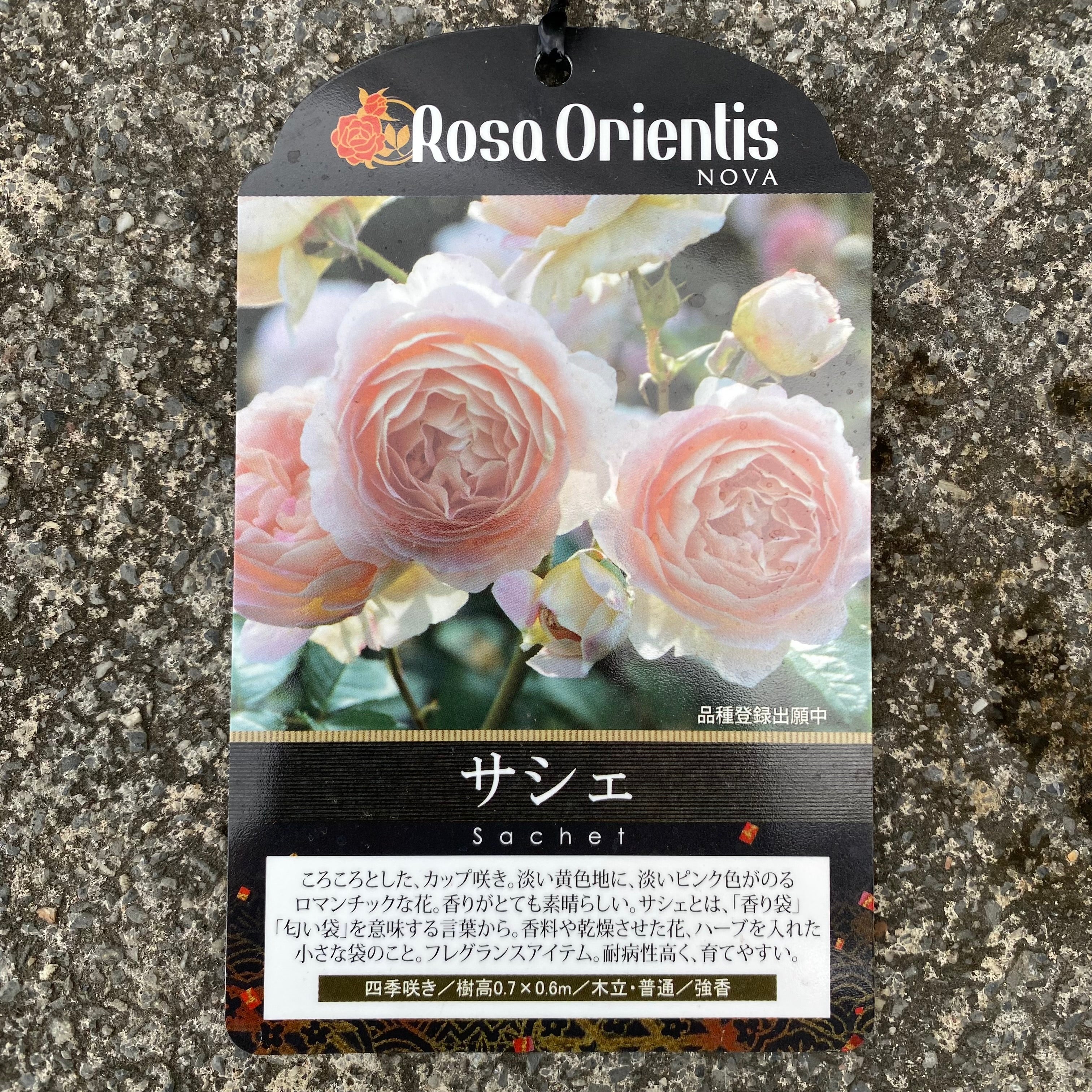 ☆10万人突破記念 No.28013 バラ サシェ 7号おすすめ白ポット – 植物家族