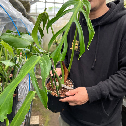 URBAN JUNGLE特集★U12　モンステラ　バールマルクス　5号鉢