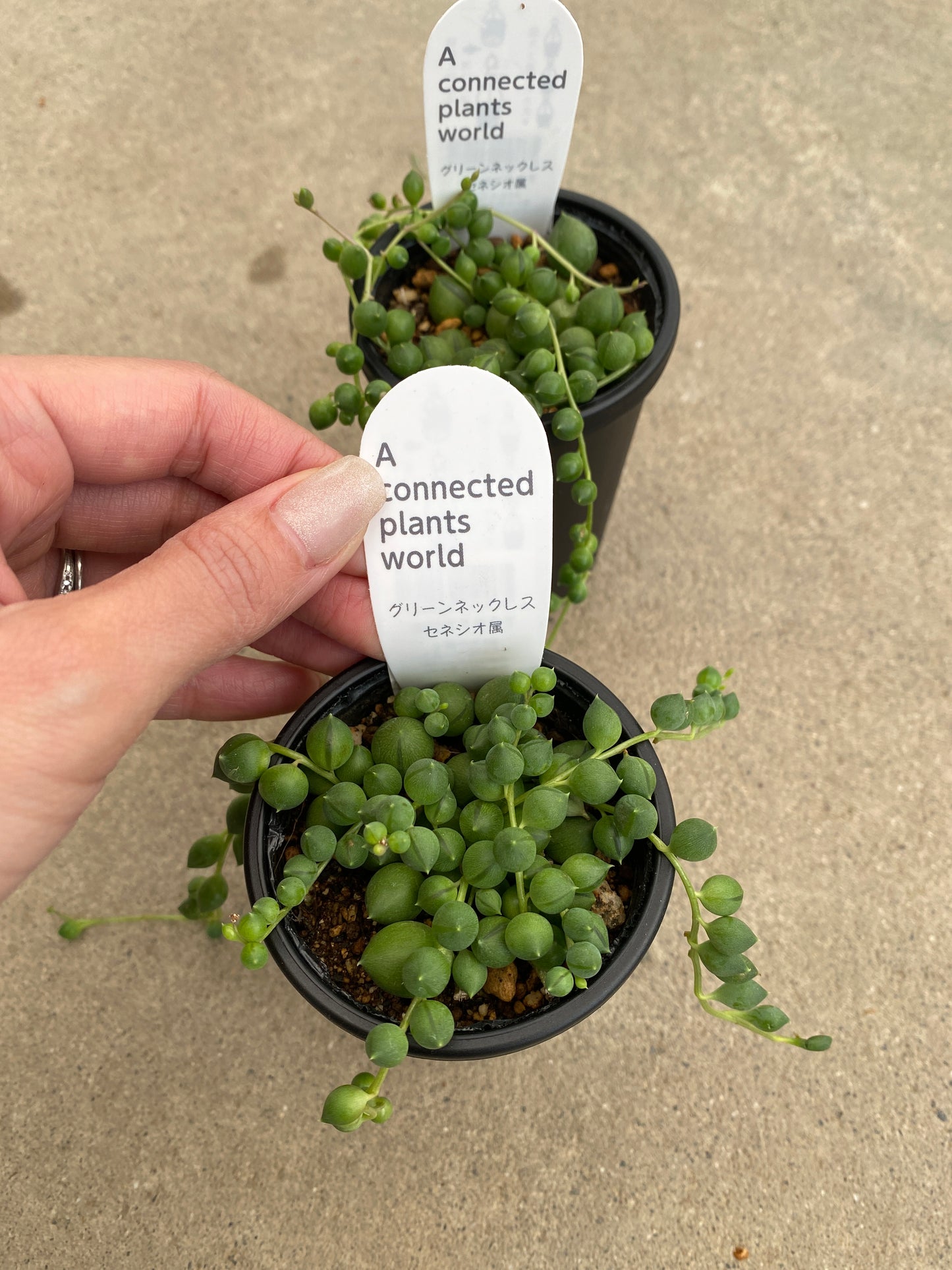 多肉植物　5個セット　アコプラ仕立て