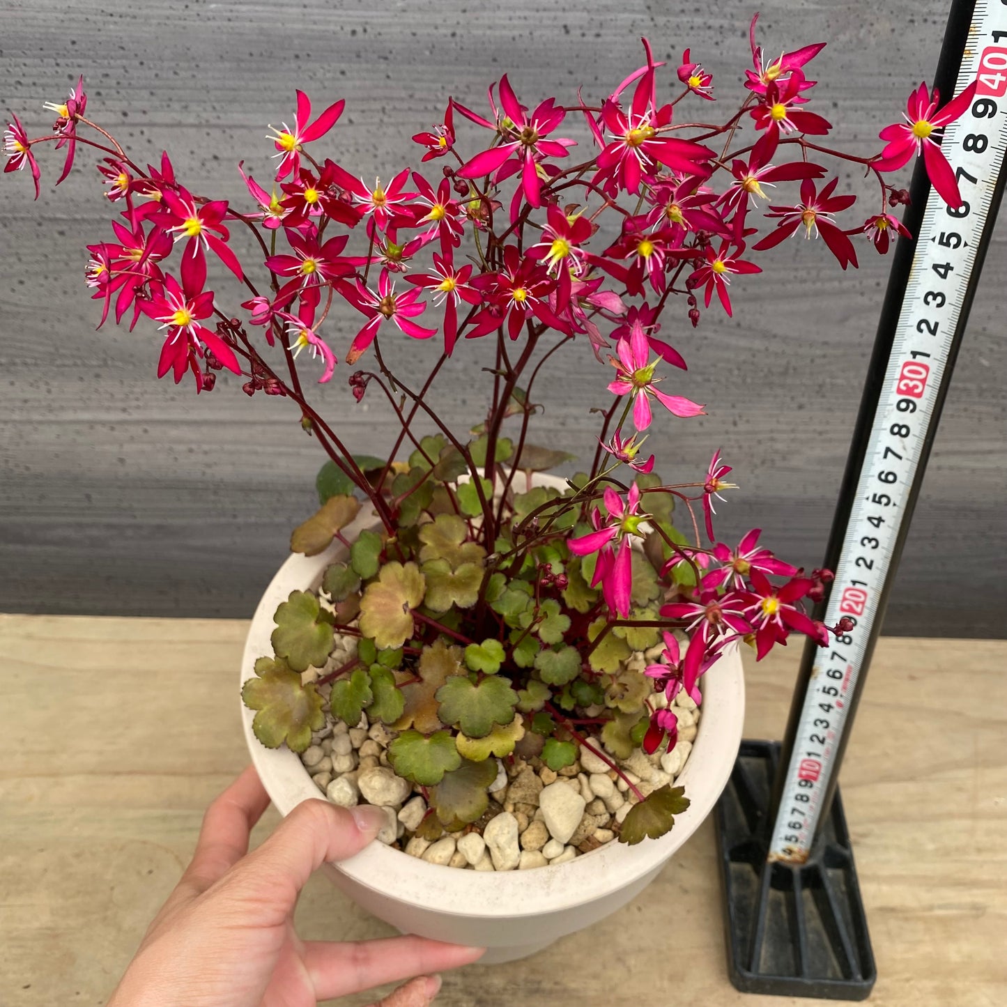 西洋大文字草　ターリー　6号オリジナルポット