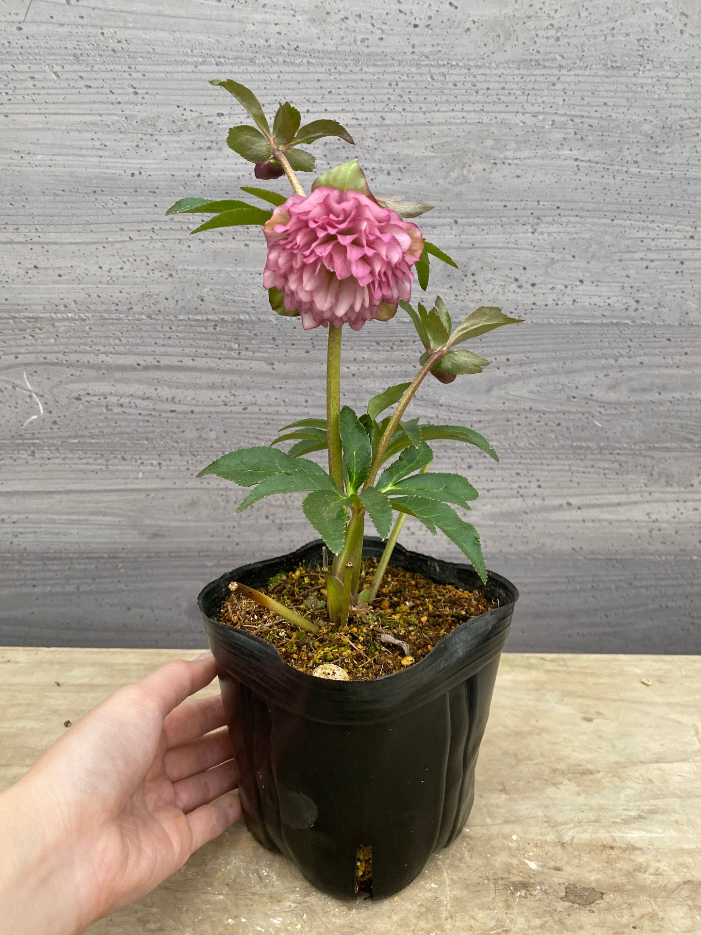 No.05142　横山園芸★クリスマスローズ　プリマドレス　5号苗ポット