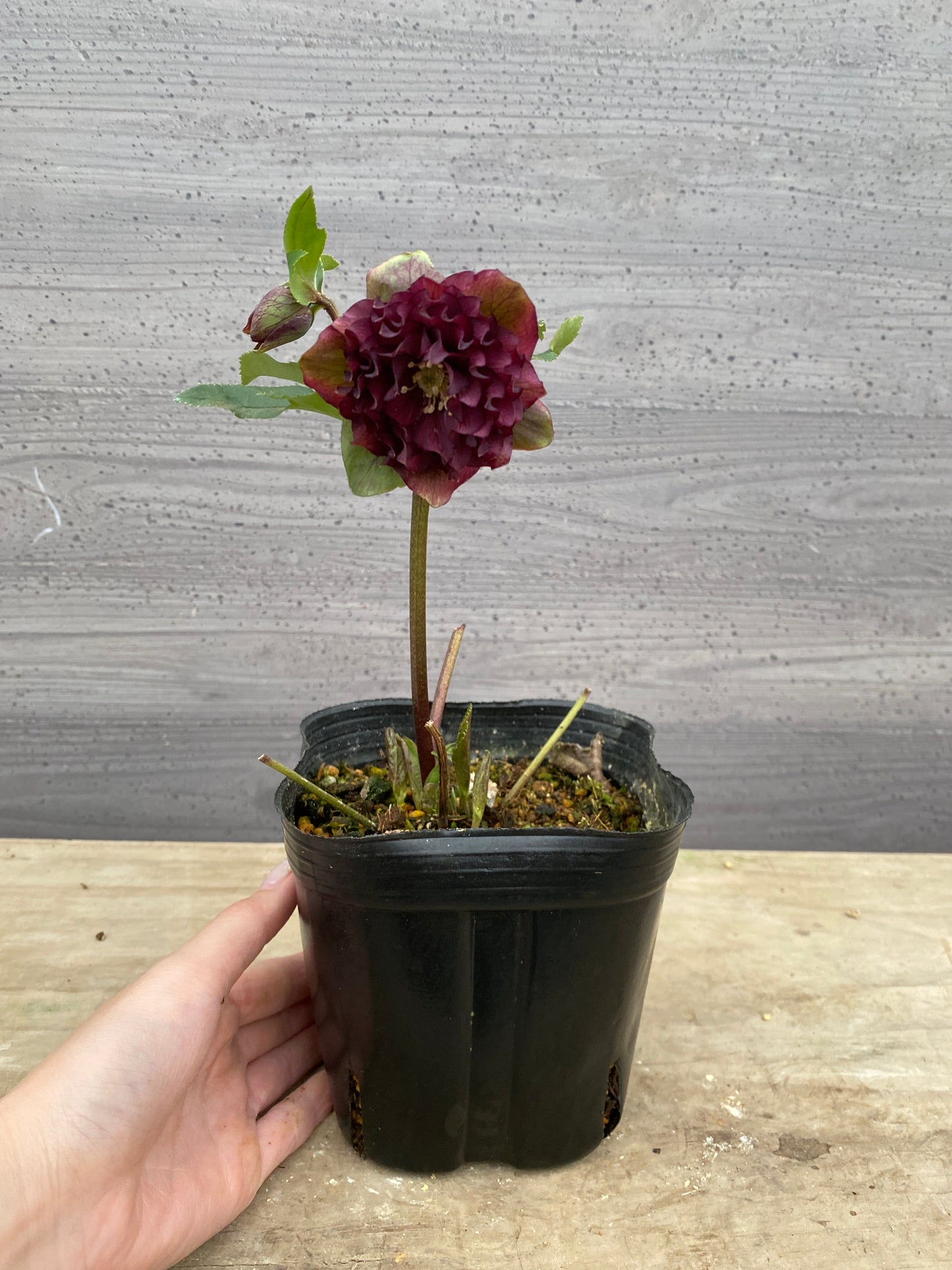 No.05127　横山園芸★クリスマスローズ　プリマドレス　5号苗ポット