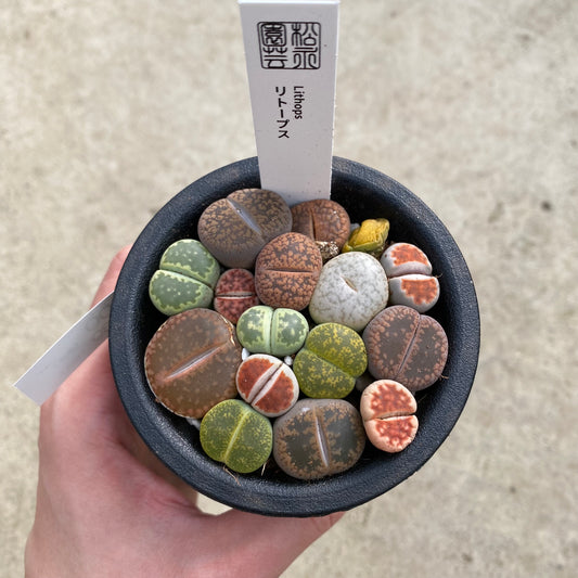 06035　リトープス