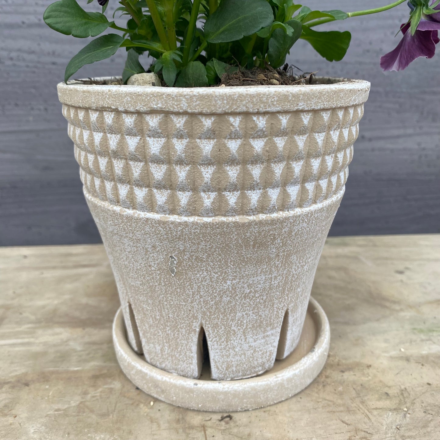 No.07024　ビオラ　スリットポット