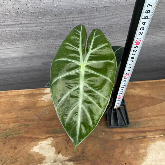 市場仕入れ即売会　No.25045　アロカシアD　4号苗ポット