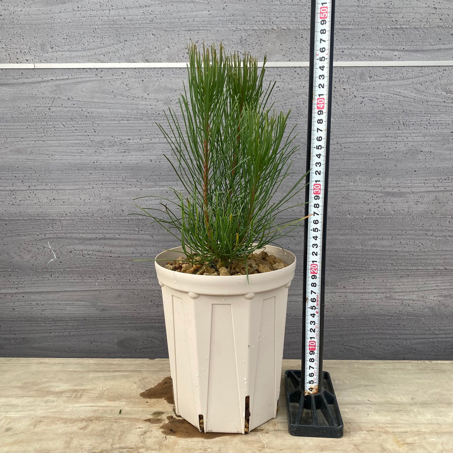 オーラックス　ブロンズヘイズ　６号スリット鉢/オリジナル色