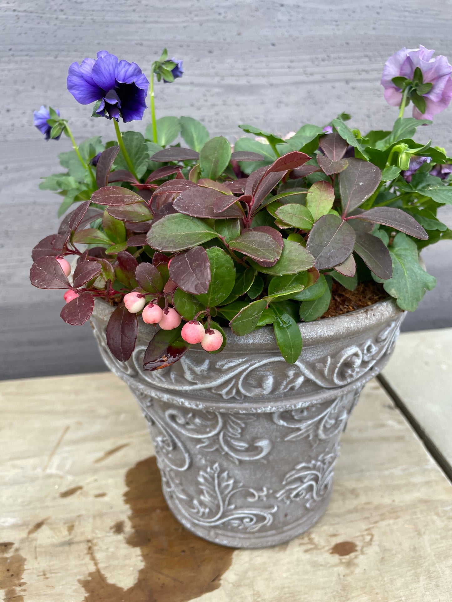 寄せ植え （プラスチック鉢）