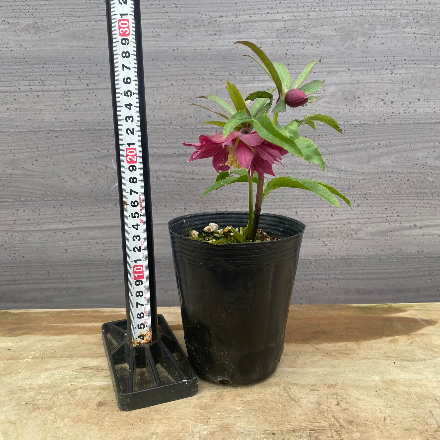 No.09040　クリスマスローズ02　4号苗ポット