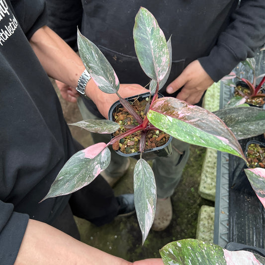 URBAN JUNGLE特集★U40　フィロデンドロン　スカーレットプリンセス　3.5号鉢