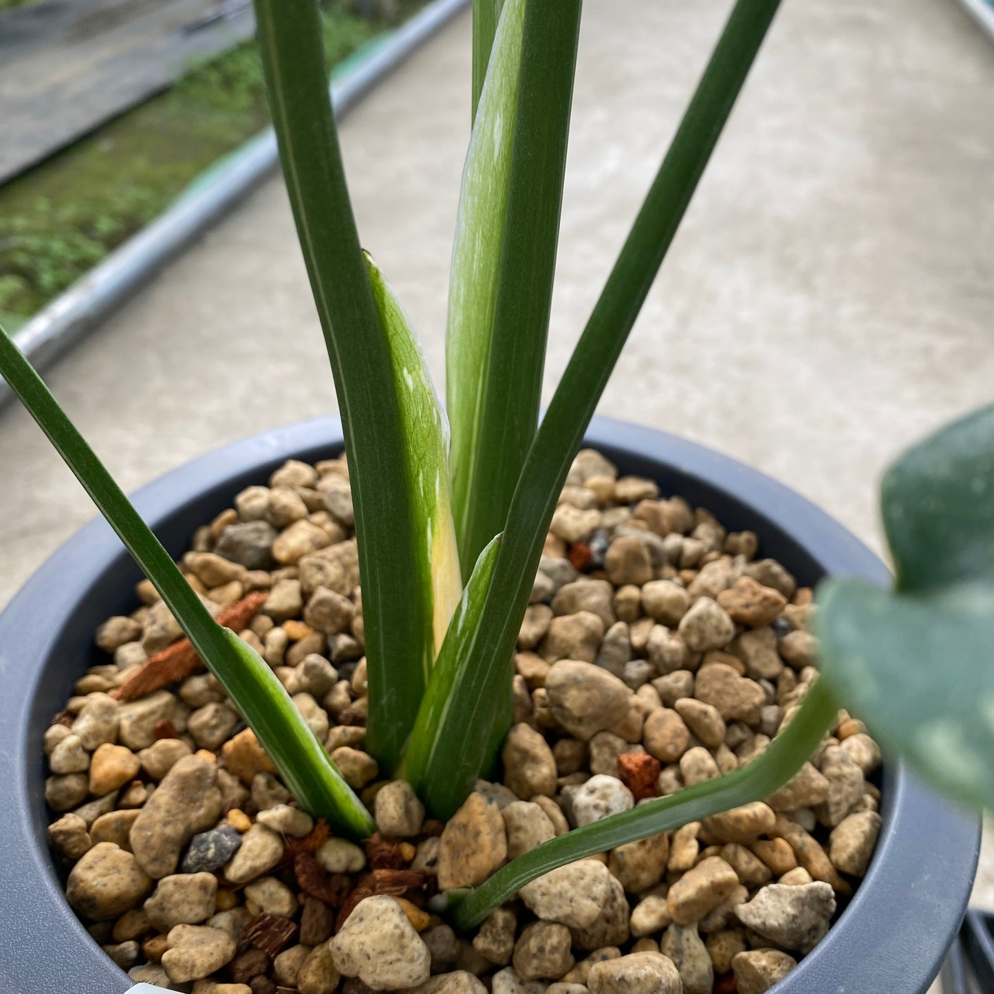 農場創業祭 No.18002　モンステラ　タイコンステレーション　6号おすすめ黒ポット