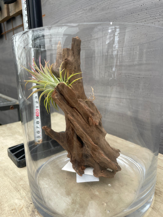 No.26006　ガラスベース/流木/ベラボンセット★アクアグループレゼント