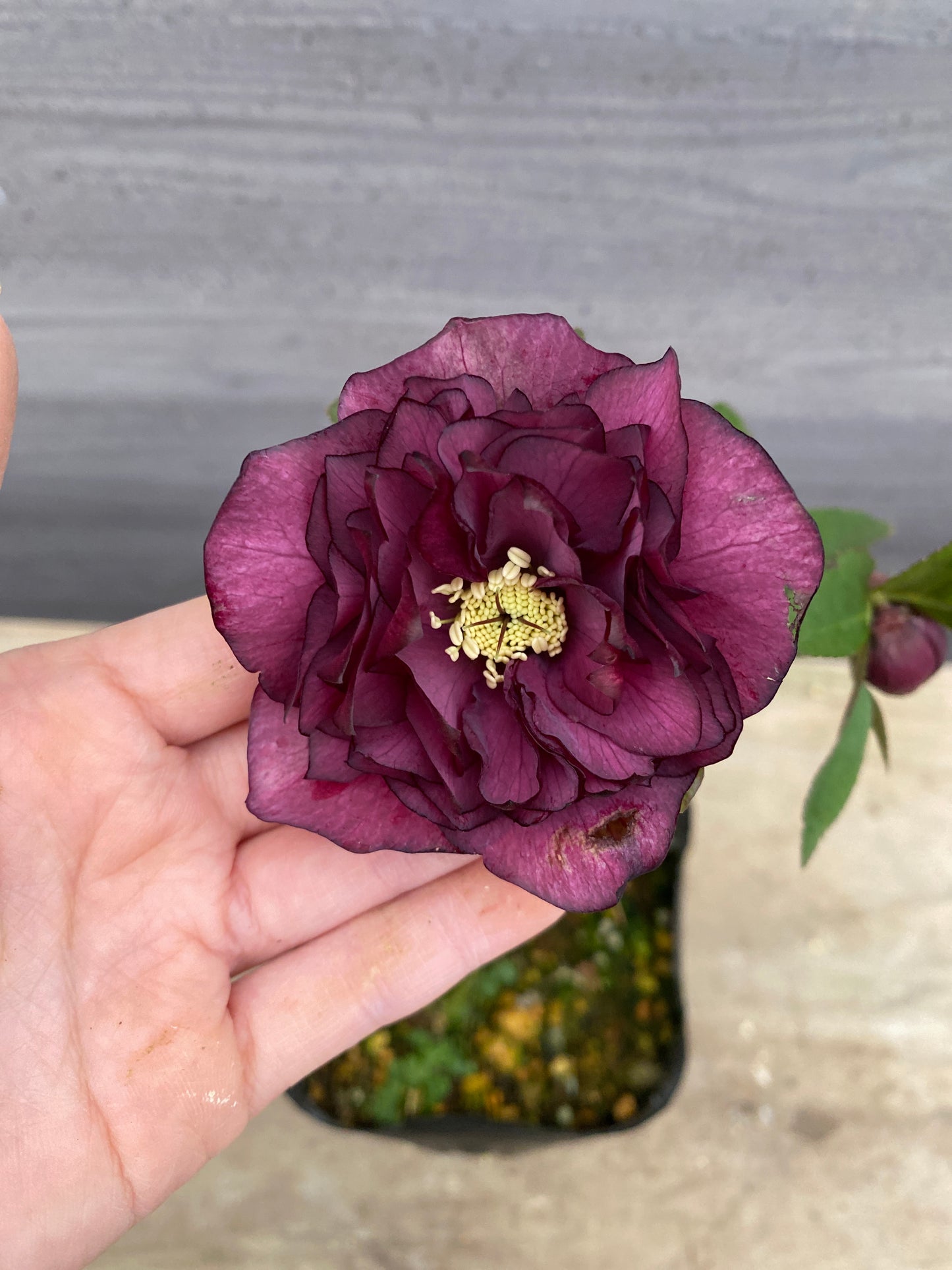 No.05137　横山園芸★クリスマスローズ　プリマドレス　5号苗ポット