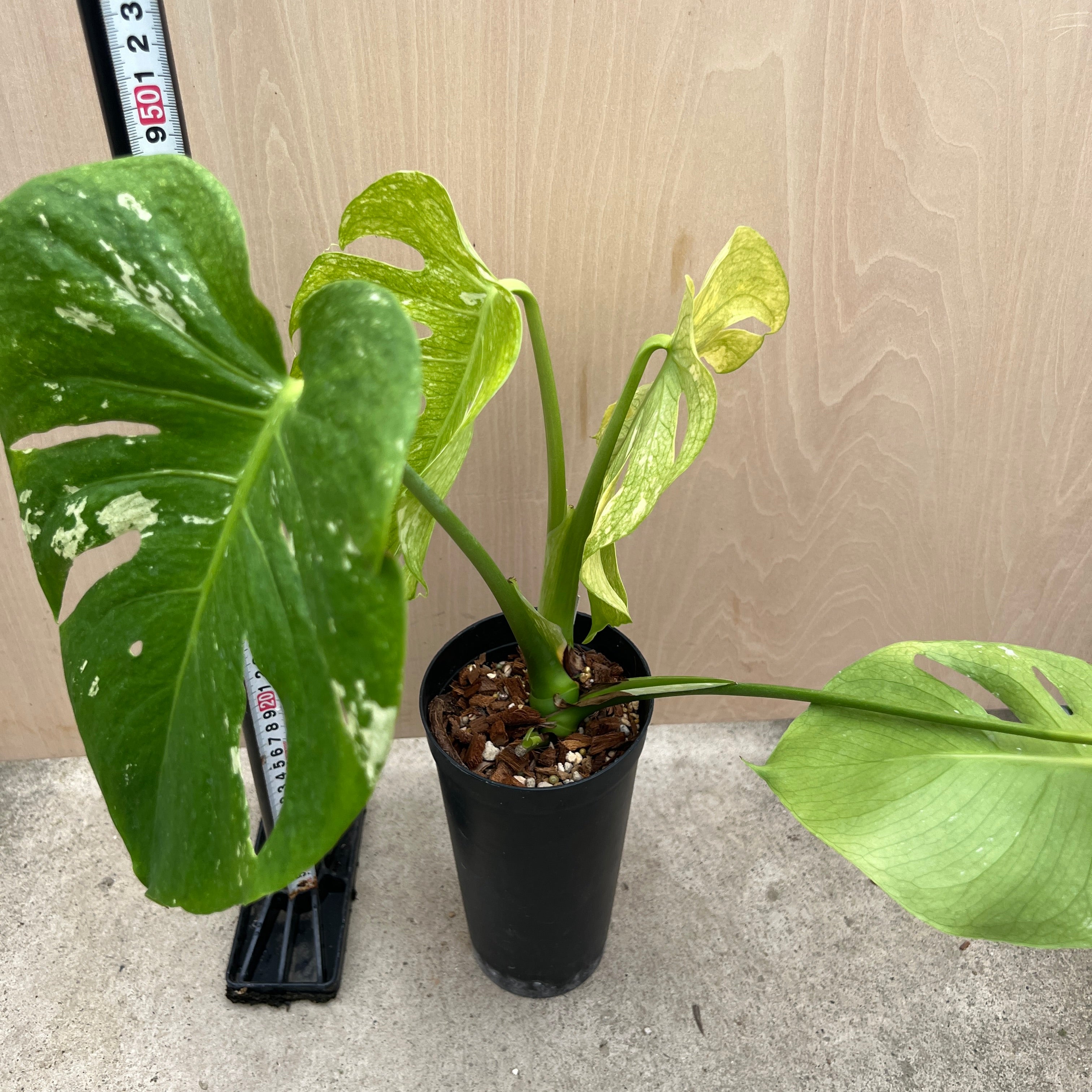 No.21068 モンステラ ホワイトモンスター 3号ロングポット – 植物家族