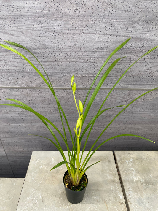 石田蘭園★和蘭　秋霞(香る蘭))　蘭用肥料プレゼント